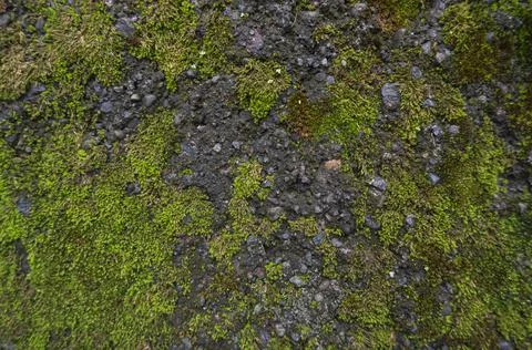 Green Moss Background Texture On Rocks. Stock Photos