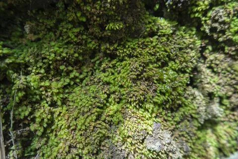 Green Moss Background Texture On Rocks. Stock Photos