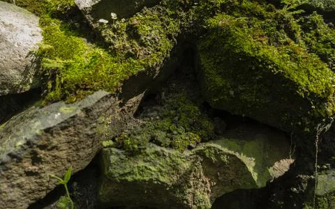 Green Moss Background Texture On Rocks. Stock Photos