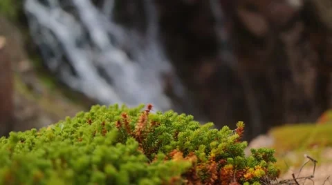 Green moss on the background of a waterfall 스톡 동영상 59346889