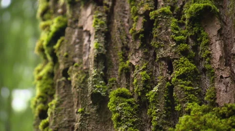 Green moss on bark of a giant tree Stock Footage 59317735