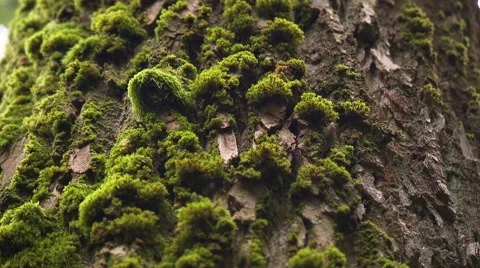 Green moss on bark of a giant tree slow pan shot Stock Footage 59317822