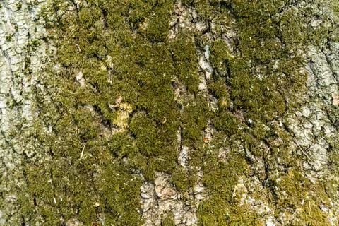 Green moss on the bark of a large tree. Up close Stock Photos