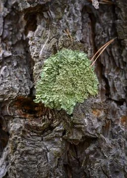 Green moss on the bark of an old pine tree Stock Photos