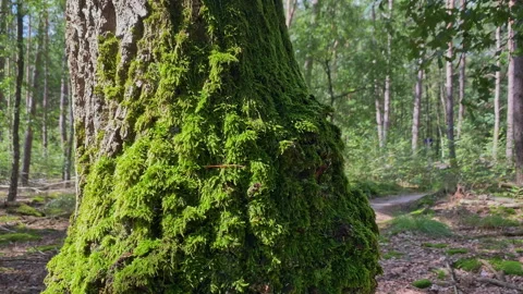 Green moss on the bark of a pine tree in the forest on a sunny day. Stock Footage 269009429