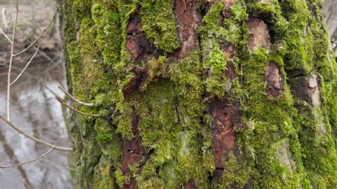 Green moss on bark of tree, close-up. Stock Footage 296221054