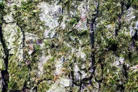 Green moss on the bark of a tree. Close up Stock Photos