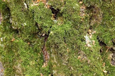 Green moss on the bark of a tree close-up Stock Photos
