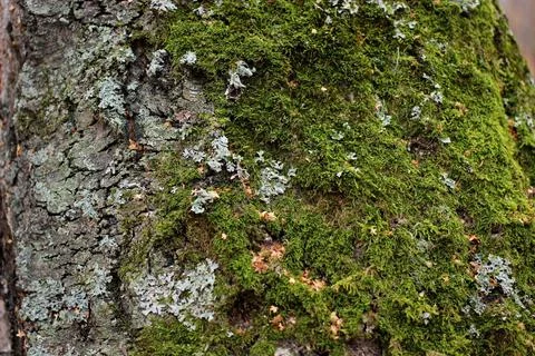 Green moss on the bark of a tree close-up Stock Photos