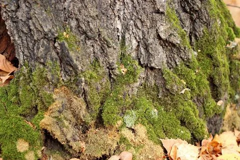 Green moss on the bark of a tree close-up Stock Photos
