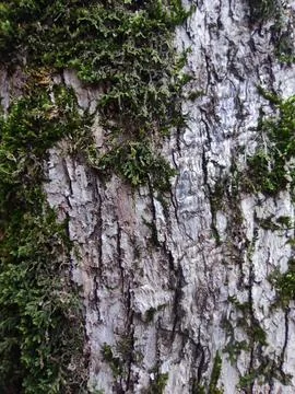 Green moss on the bark of a tree close-up Stock Photos