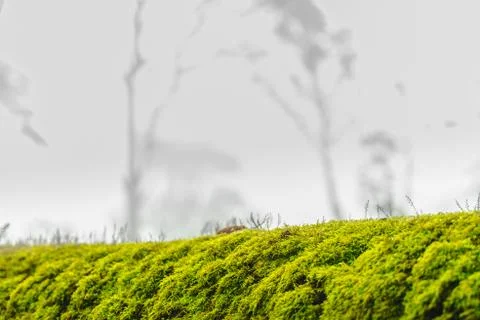 Green moss on bark tree in forest. foggy trees on background. damp weather. m Stock Photos