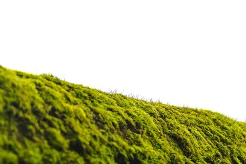 Green moss on bark tree in forest isolated on a white. foggy trees on backgro Stock Photos