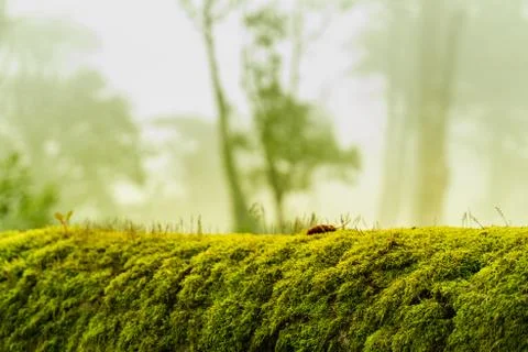Green moss on bark tree in forest. foggy trees on background. damp weather. m Foto stock