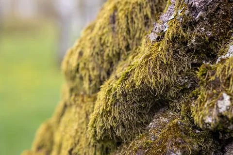 Green moss on the bark of a tree in the forest. Selective focus. Stock Photos