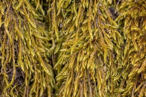 Green moss on the bark of a tree in the forest. Stock Photos