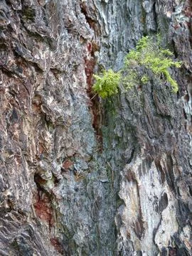 Green moss on the bark of a tree, macro, background Stock Photos