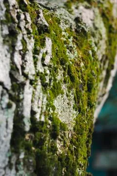 Green moss on the bark of a tree. Macro photo with sunlight Stock Photos