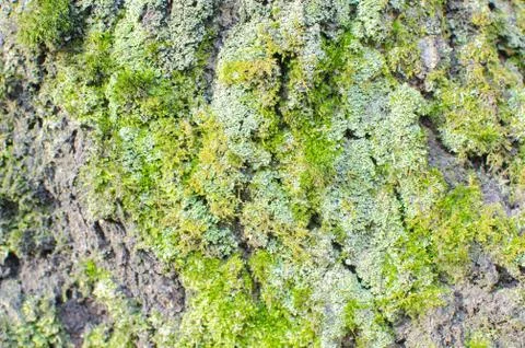 Green moss on the bark of a tree. Natural texture Stock Photos