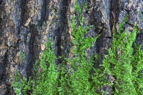 Green moss on the bark of a tree Stock Photos