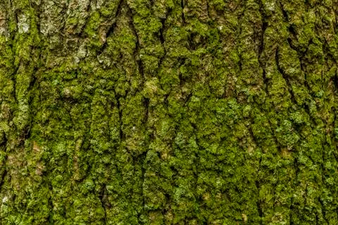 Green moss in the bark tree Stock Photos