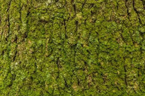 Green moss in the bark of tree Stock Photos