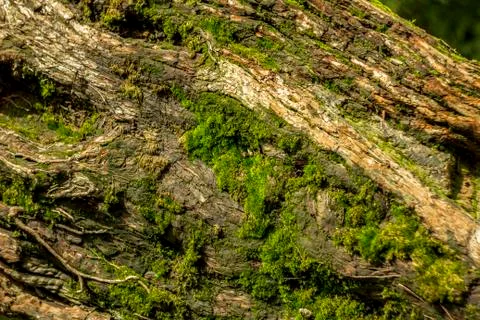 Green moss on the bark tree Foto stock