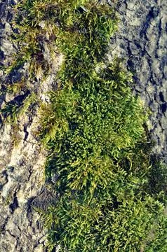 Green moss on bark tree Stock Photos