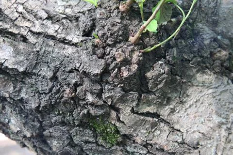 Green moss on the bark of a tree 写真素材
