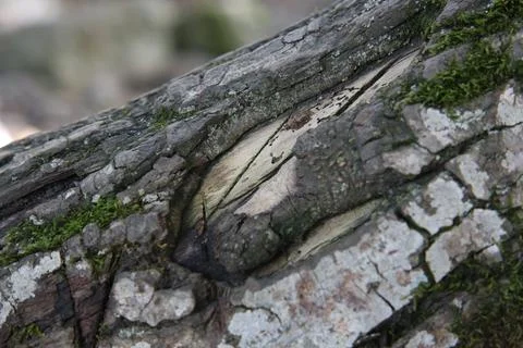Green moss on the bark of a tree 写真素材