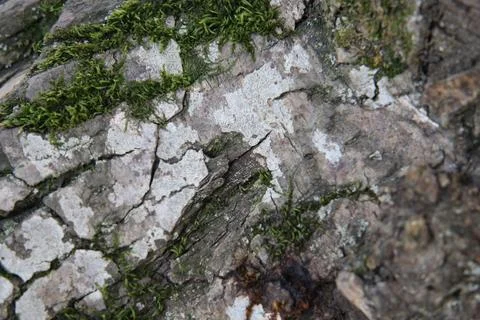 Green moss on the bark of a tree 写真素材