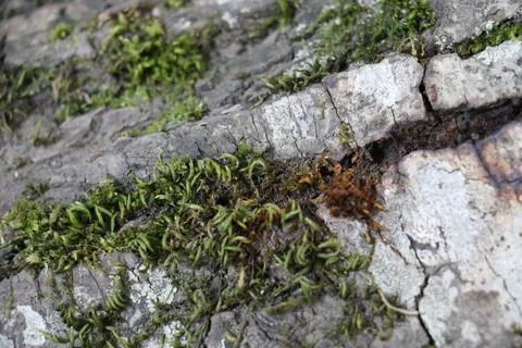 Green moss on the bark of a tree 写真素材