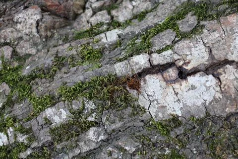 Green moss on the bark of a tree 写真素材