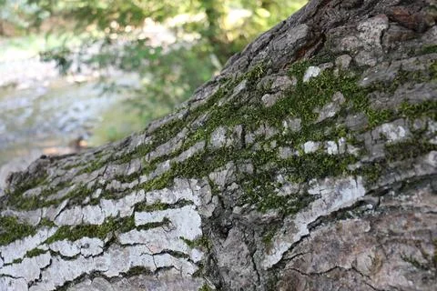Green moss on the bark of a tree 写真素材