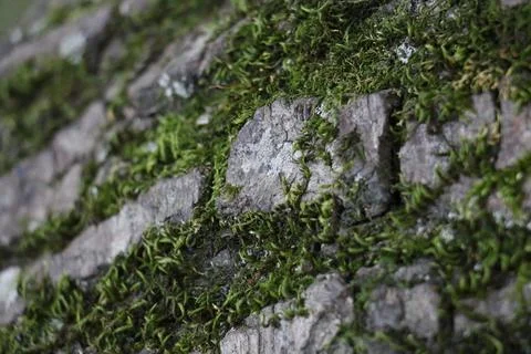 Green moss on the bark of a tree 写真素材
