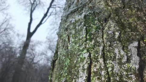 Green moss on bark of tree trunk is covered with layer of ice that sparkles in Stock Footage 330036291