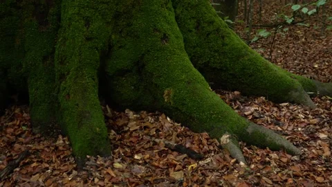 Green moss on a beech tree trunk in a forest Stock Footage 219213836