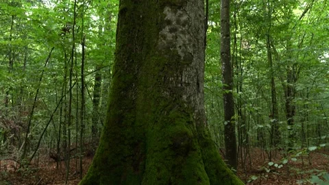 Green moss on a beech tree trunk in a forest Stock Footage 219213843