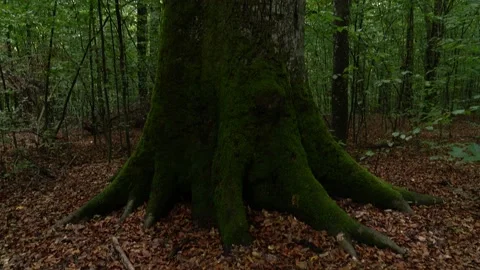 Green moss on a beech tree trunk in a forest Stock Footage 219724263