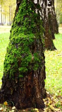 Green moss on birch tree Stock Photos