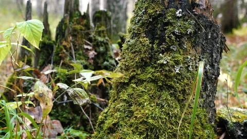 Green moss on a birch tree stump. Video stock 99449270