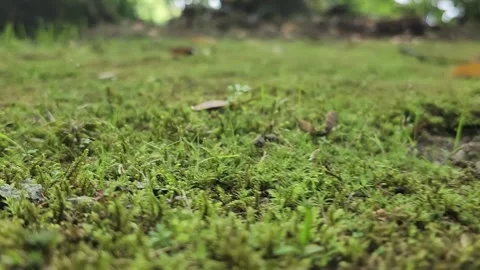 Green moss blankets the forest floor, a dry leaf lies on it 動画素材 337698838