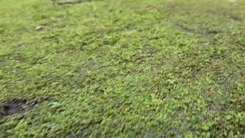 Green moss blankets forest ground in detailed close-up 動画素材 337698782