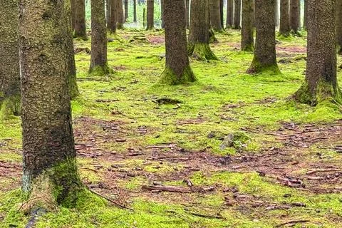 Green moss blankets ground in damp European forest Foto stock