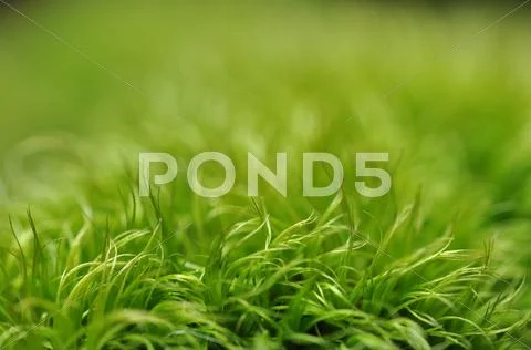 Green moss with blur green background Stock Photos
