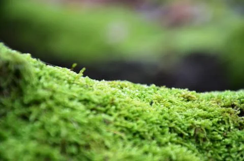 Green moss on blurred background in forest Stock Photos