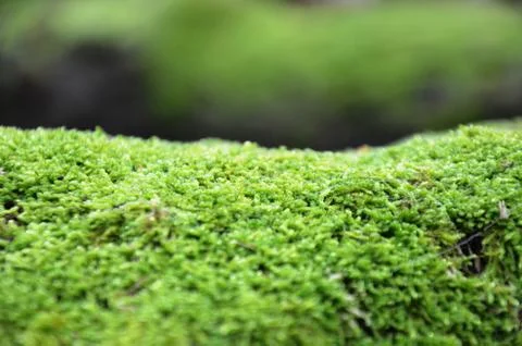 Green moss on blurred background in forest Stock Photos