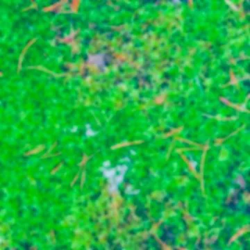 Green moss - blurred image 스톡 사진
