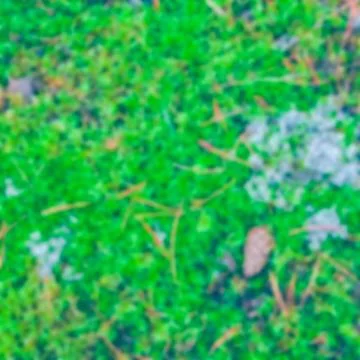 Green moss - blurred image Stock Photos