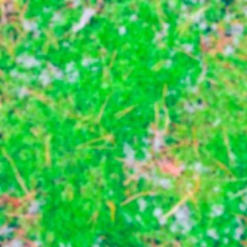 Green moss - blurred image 스톡 사진